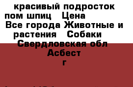 красивый подросток пом шпиц › Цена ­ 30 000 - Все города Животные и растения » Собаки   . Свердловская обл.,Асбест г.